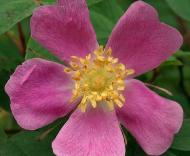 Rosa acicularis