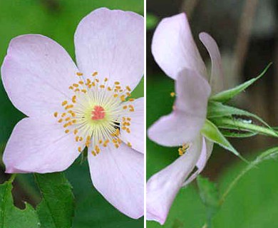 Rosa carolina