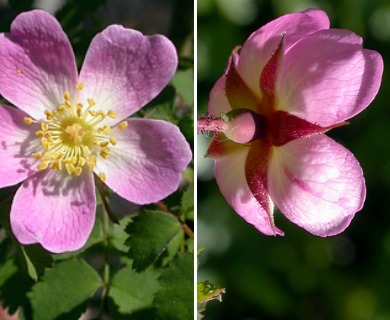 Rosa gymnocarpa