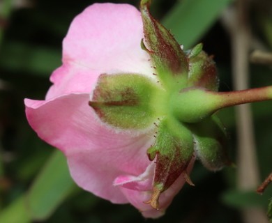 Rosa luciae
