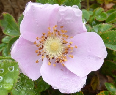 Rosa nutkana