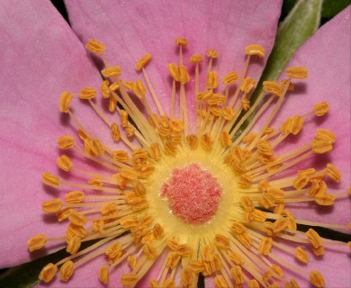 Rosa palustris