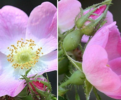 Rosa rubiginosa