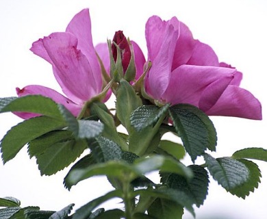 Rosa rugosa