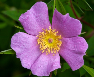 Rosa virginiana