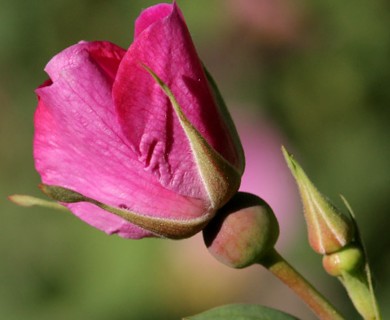 Rosa woodsii