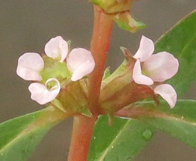 Rotala ramosior