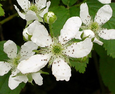 Rubus allegheniensis