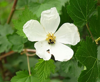 Rubus bartonianus