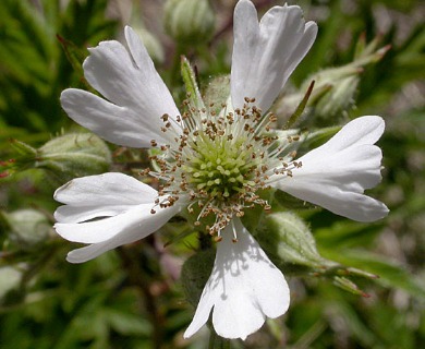 Rubus laciniatus