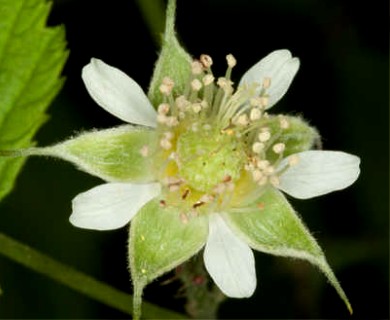 Rubus occidentalis