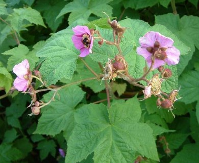 Rubus odoratus