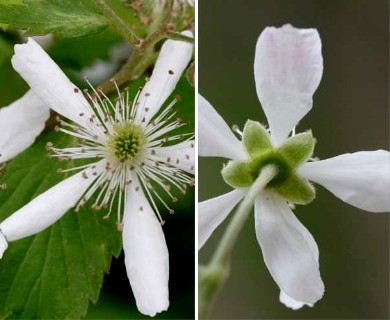 Rubus pensilvanicus