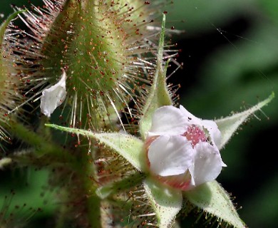 Rubus phoenicolasius