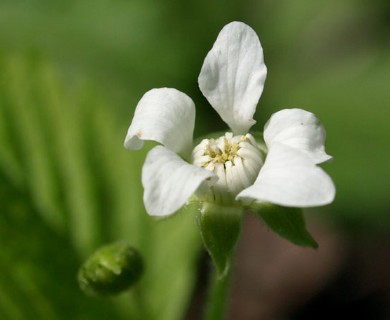 Rubus pubescens