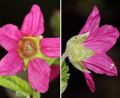 Rubus spectabilis