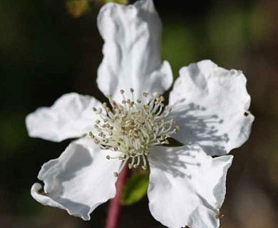 Rubus trivialis