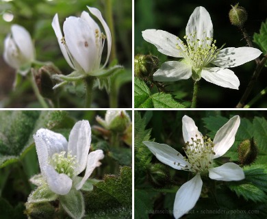 Rubus ursinus