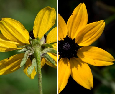 Rudbeckia fulgida