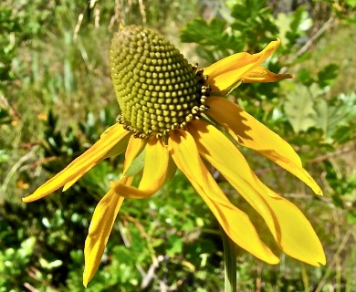 Rudbeckia glaucescens