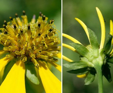 Rudbeckia laciniata