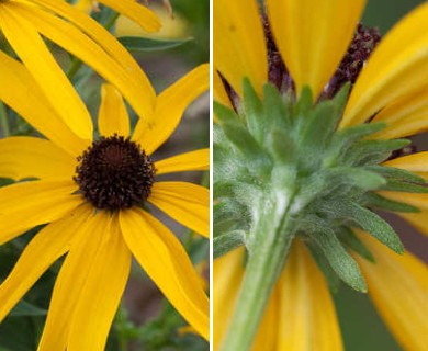 Rudbeckia subtomentosa