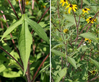 Rudbeckia triloba