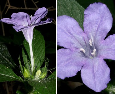 Ruellia caroliniensis