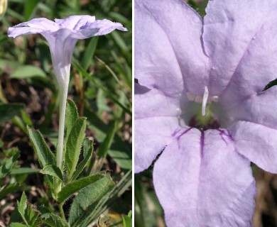 Ruellia humilis