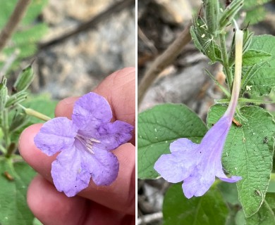 Ruellia occidentalis