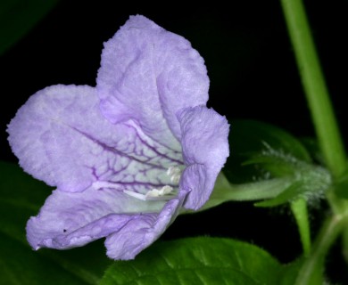 Ruellia strepens