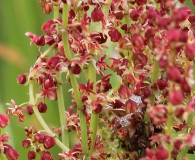 Rumex acetosella