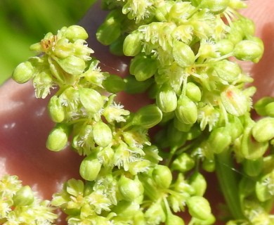 Rumex altissimus