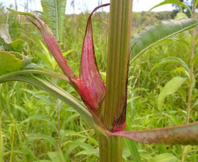 Rumex britannica