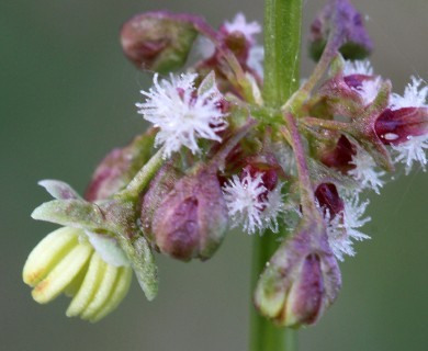 Rumex conglomeratus