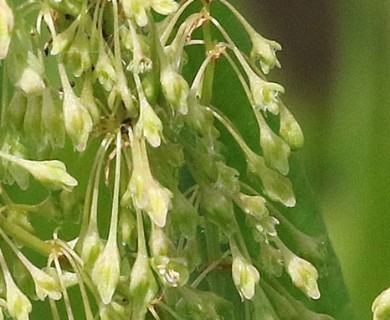 Rumex verticillatus