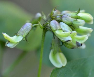 Rupertia physodes