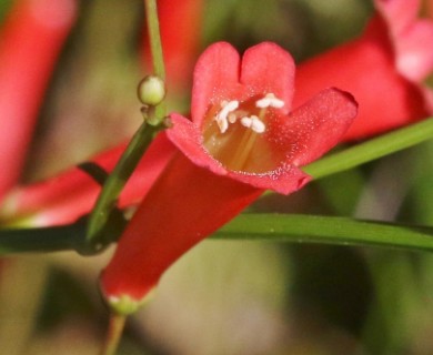 Russelia equisetiformis