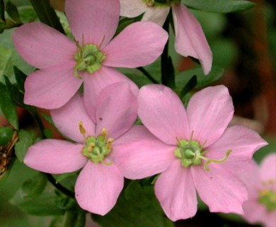 Sabatia angularis