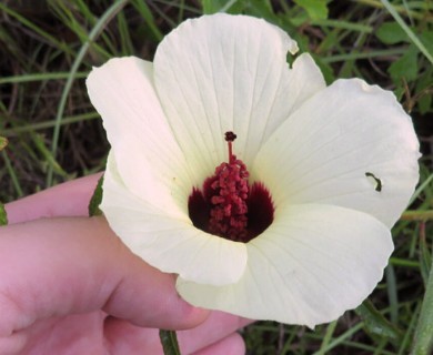 Sabdariffa aculeata