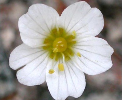 Sabulina douglasii