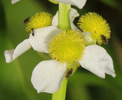 Sagittaria australis