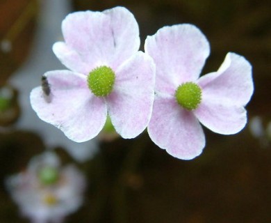 Sagittaria graminea