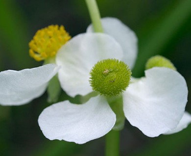 Sagittaria latifolia