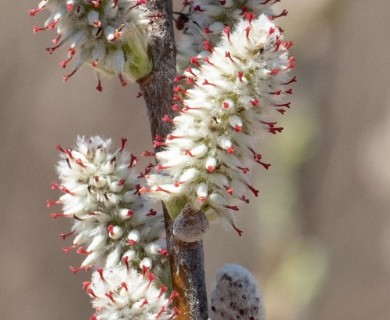 Salix candida