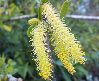 Salix caroliniana