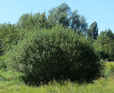 Salix cinerea