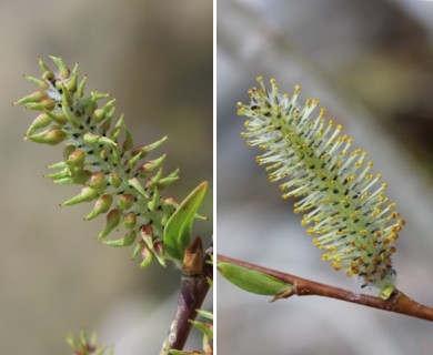 Salix eriocephala