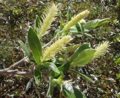 Salix lanata