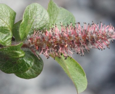 Salix ovalifolia